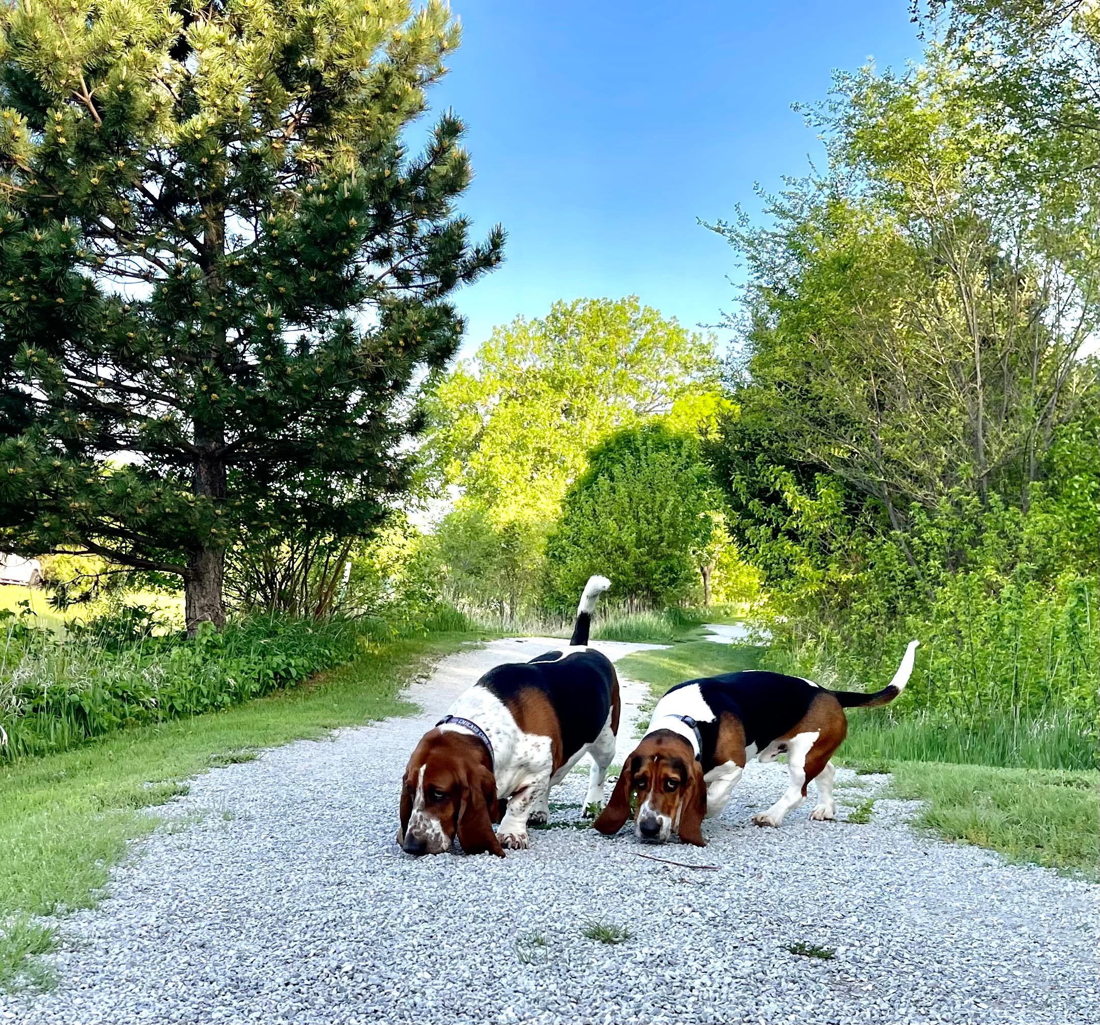 My basset hounds!